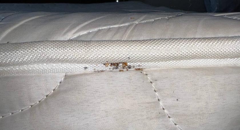 bed bug control