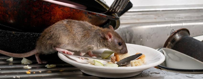rodent control